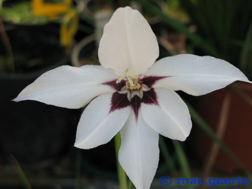 Gladiolus callianthus