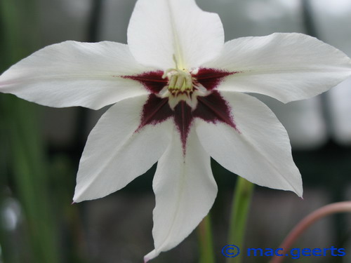 Gladiolus callianthus