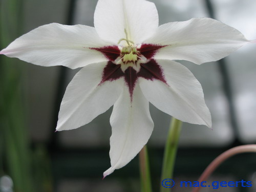 Gladiolus callianthus