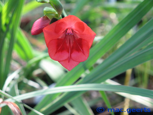 Gladiolus flanaganii