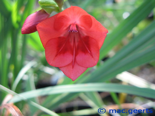 Gladiolus flanaganii