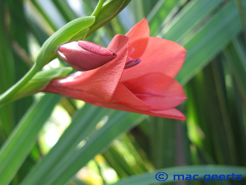 Gladiolus flanaganii