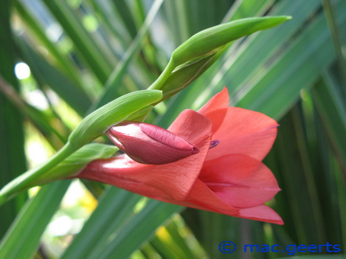 Gladiolus flanaganii