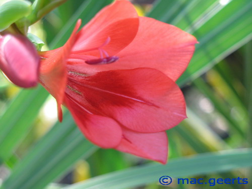 Gladiolus flanaganii