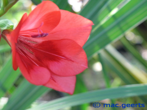 Gladiolus flanaganii