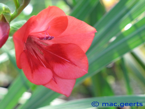 Gladiolus flanaganii