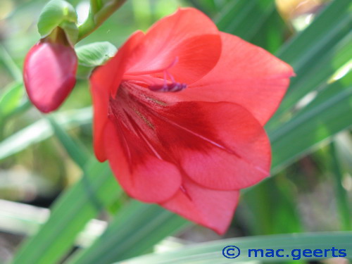 Gladiolus flanaganii