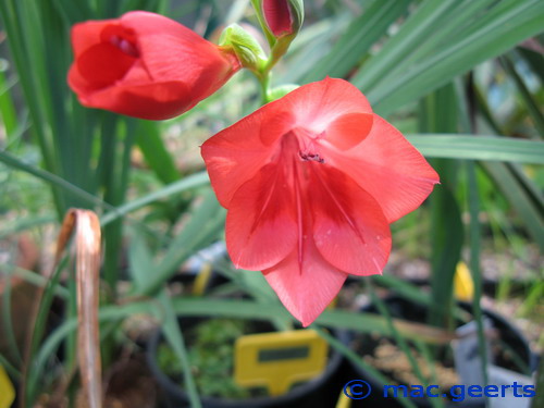 Gladiolus flanaganii