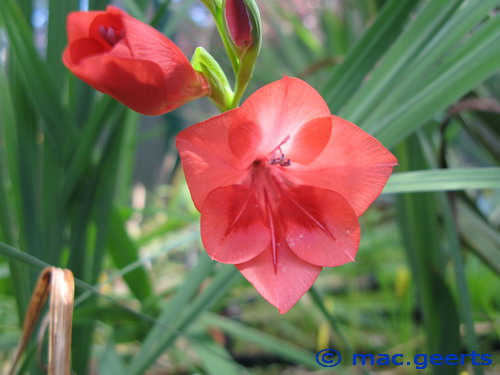 Gladiolus flanaganii