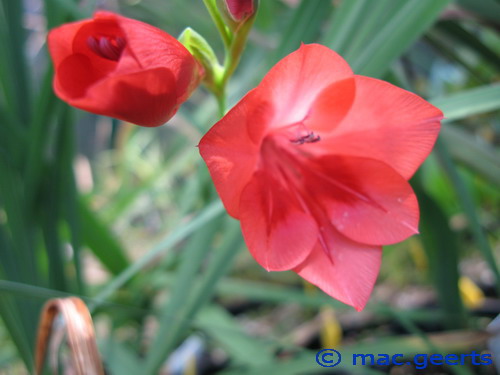 Gladiolus flanaganii