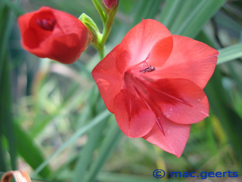 Gladiolus flanaganii