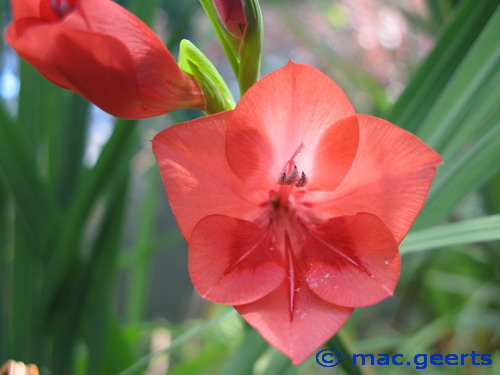 Gladiolus flanaganii