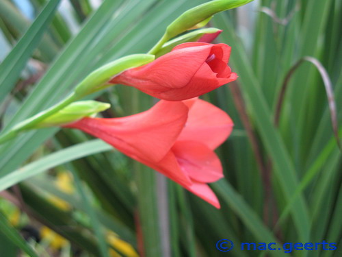 Gladiolus flanaganii