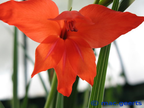 Gladiolus_ramosus_Robinetta