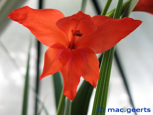 Gladiolus ramosus 'Robinetta'