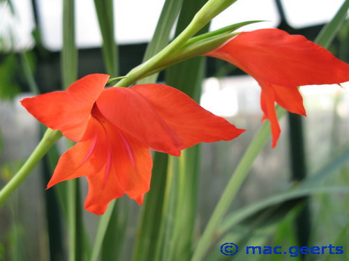 Gladiolus ramosus 'Robinetta'