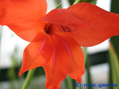 Gladiolus_ramosus_Robinetta