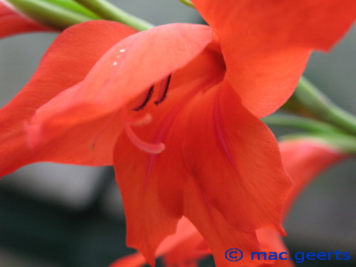 Gladiolus_ramosus_Robinetta