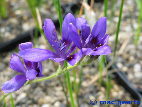 Babiana stricta