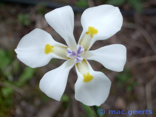 Dietes iridioides