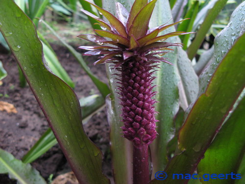 Eucomis bicolor