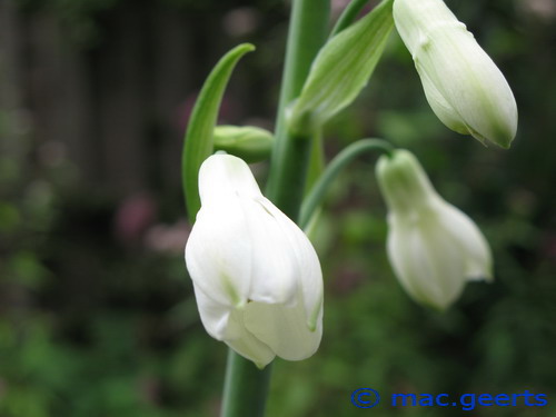 Galtonia candicans