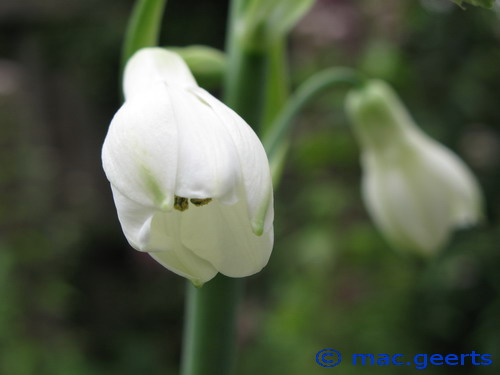 Galtonia candicans