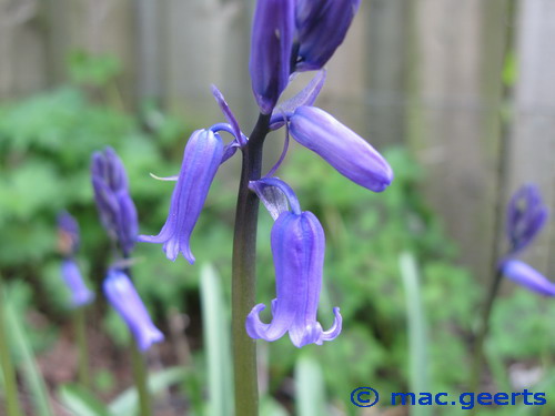 Hyacinthoides non-scripta