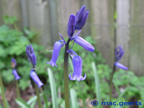 Hyacinthoides non-scripta