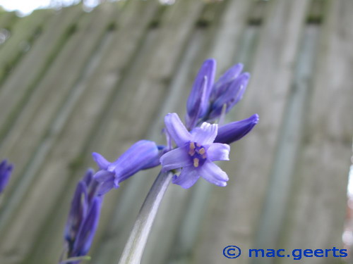 Hyacinthoides non-scripta