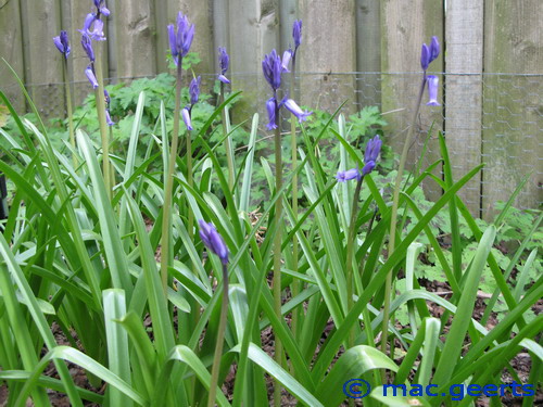 Hyacinthoides non-scripta